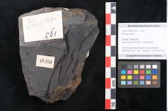 Foto (Objekt + Etikett) von Plantae indet.  (NHMW-GEO-2024-0188-10261)